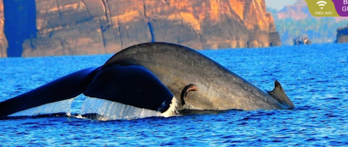 Whale watching in Trincomalee, Sri Lanka. Picture courtesy: Cinnamon Nature Trails